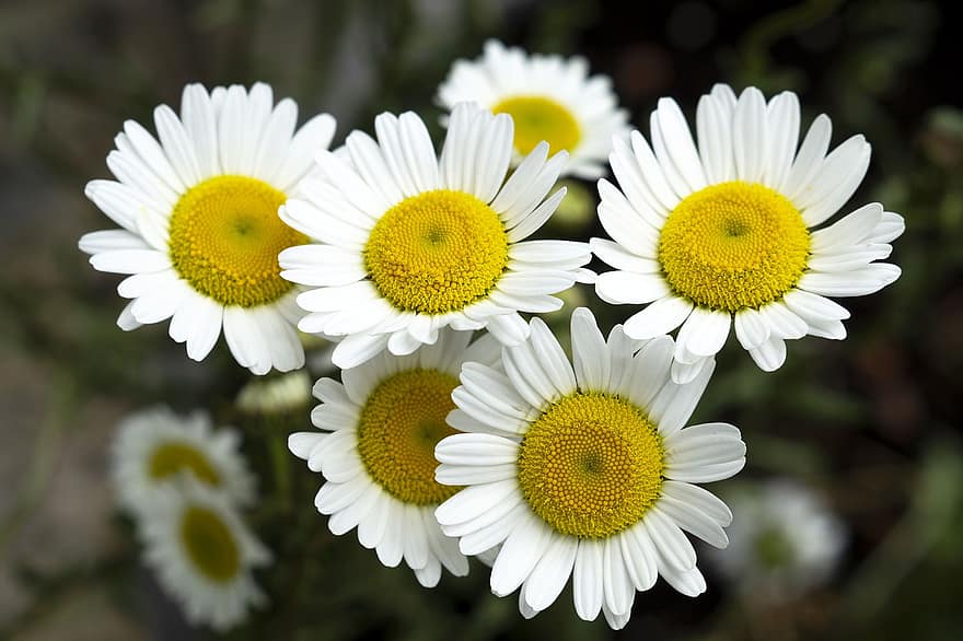 Flowers, Marguerites, Daisies, White Daisies, Bloom, Blossom, Flora, Nature, Spring, Close Up, Plants