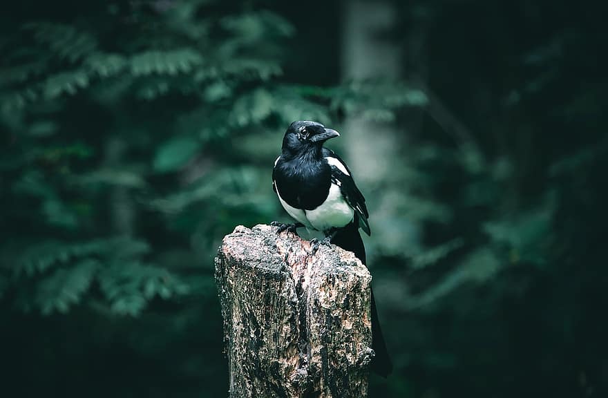 Magpie Bird, chim, chim ác là, ngoài trời, Thiên nhiên, động vật hoang dã, mỏ, lông vũ, cây, ngắm chim, rừng