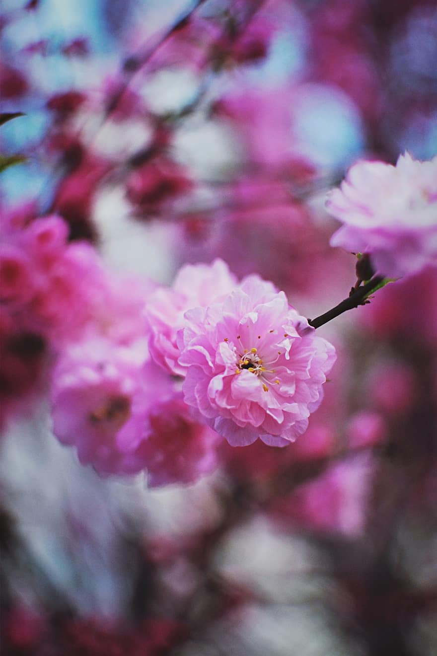 sakura, bloemen, kersenbloesems, roze bloemblaadjes, bloemblaadjes, bloeien, bloesem, flora, lente bloemen, natuur
