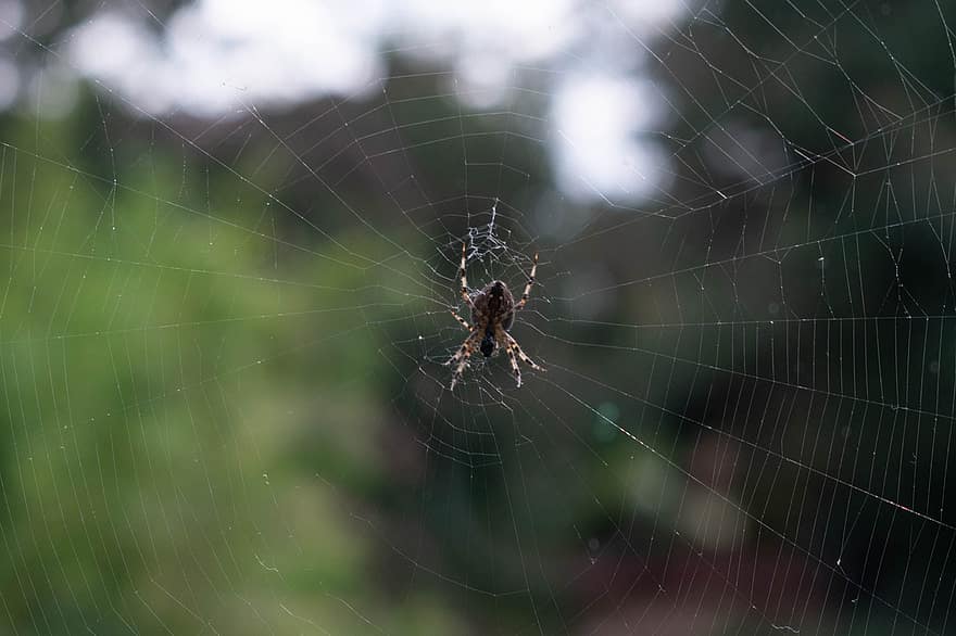păianjen, arahnide, panza de paianjen, pânză de păianjen, web, sferă, ţesător, insectă, gândac, Arachnophobia, natură