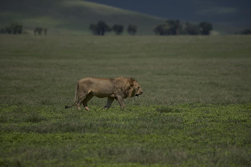 zvíře, lev, savec, volně žijících živočichů, ngorongoro kráter, druh