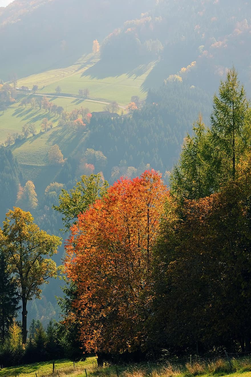 vallée, des arbres, forêt, feuilles, feuillage, tomber, la nature, paysage d'automne, brouillard