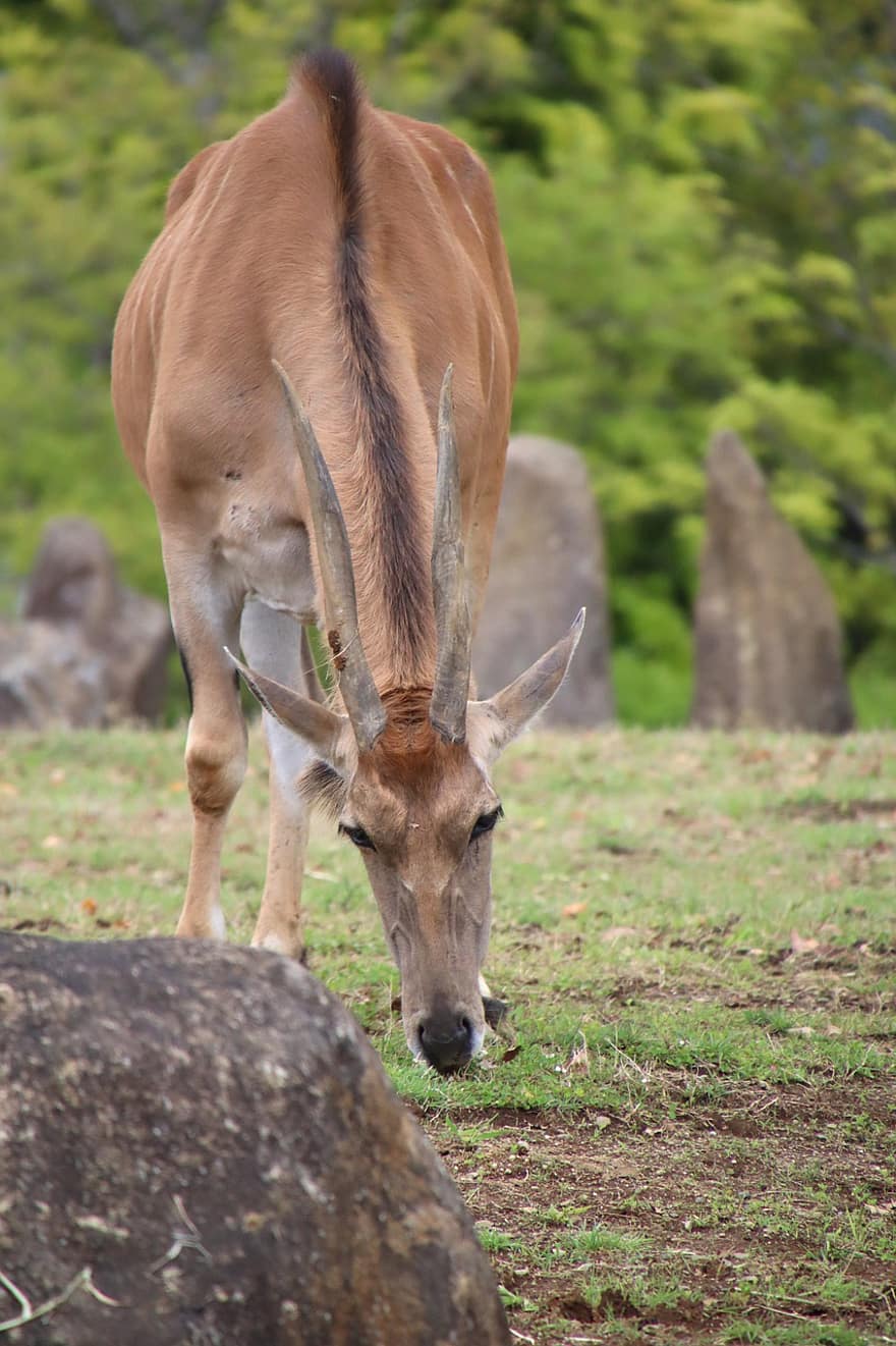 eland, wspólny eland, Południowa Eland, antylopa eland, zwierzę, pasący się, Natura, ssak, dzikiej przyrody, trawa, rogaty