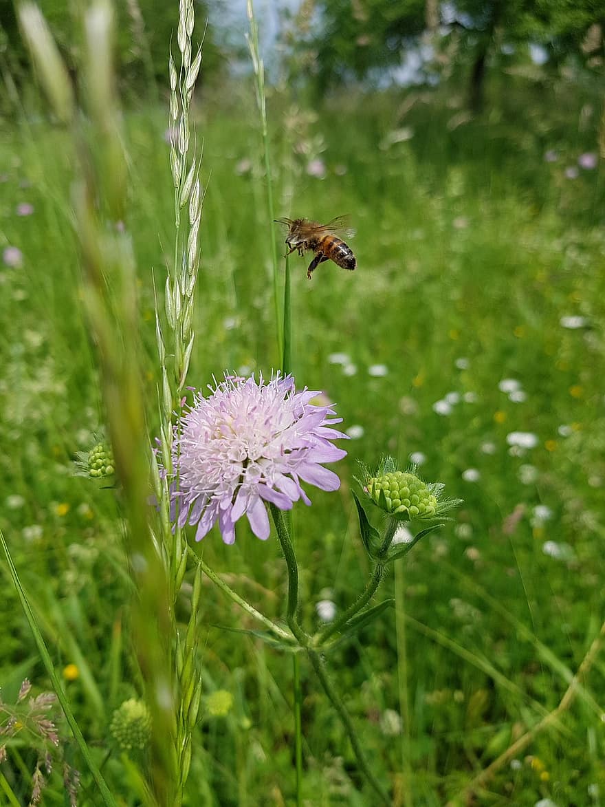 Bee, Insect, Pincushion Flower, Field Scabious, Pink Flower, Bloom, Plant, Meadow, Nature