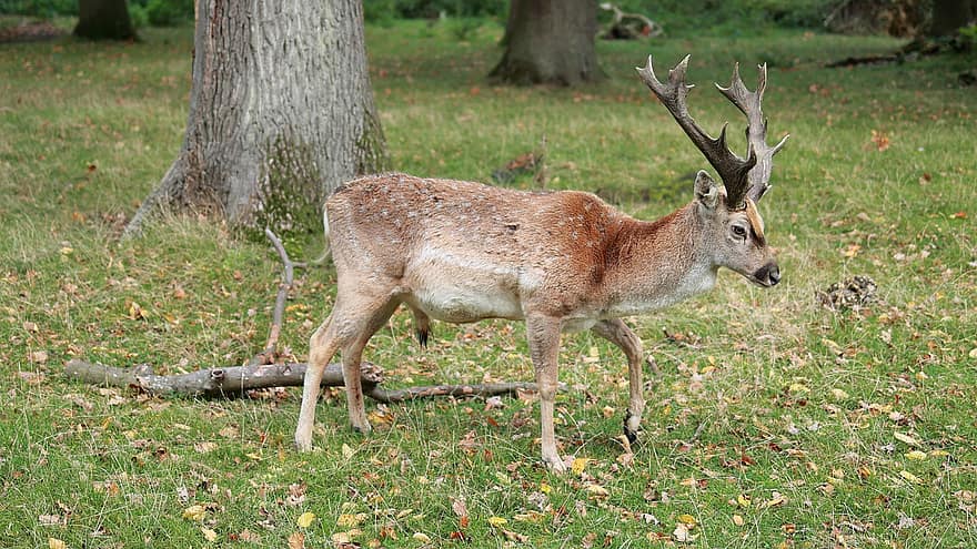Fallow Deer, Animal, Wildlife, Deer, Mammal, Antler, animals in the wild, forest, grass, horned, stag