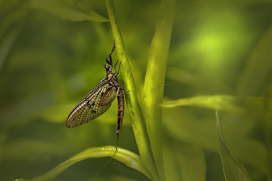 muscă efemeră, insectă, natură, entomologie, a închide, macro, Culoarea verde, vară, plantă, fluture, animal aripă