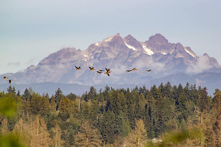 Mountains, Forest, Flying Geese, Flock, Flock Of Geese, Conifer Forest, Woods, Coniferous, Landscape, Outdoors, Wildlife