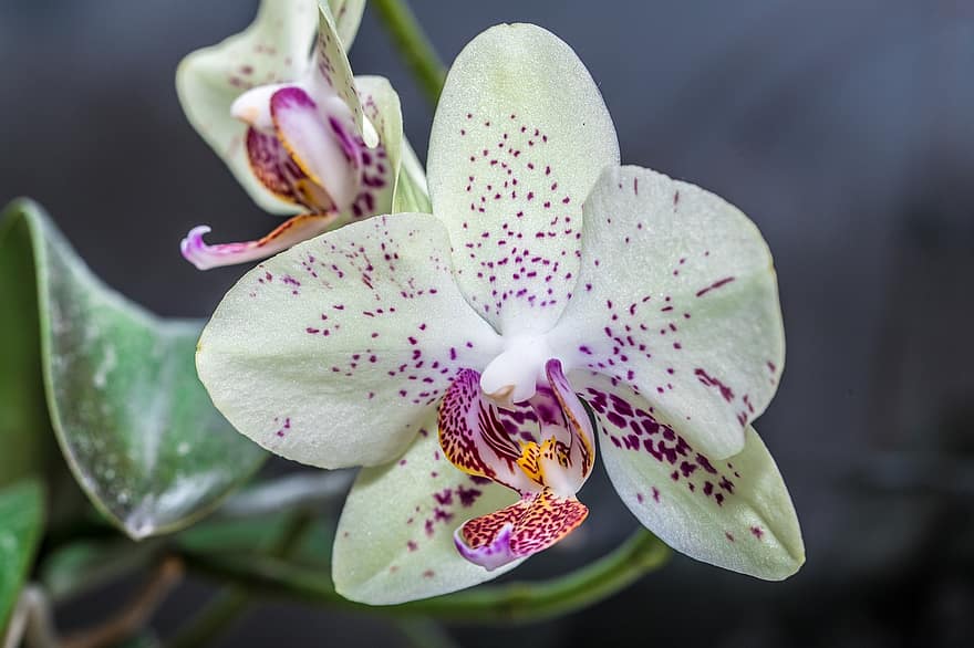 orchidée, fleur, plante, phalaenopsis, papillon d'orchidée, pétales, Floraison, plante d'appartement, décoratif
