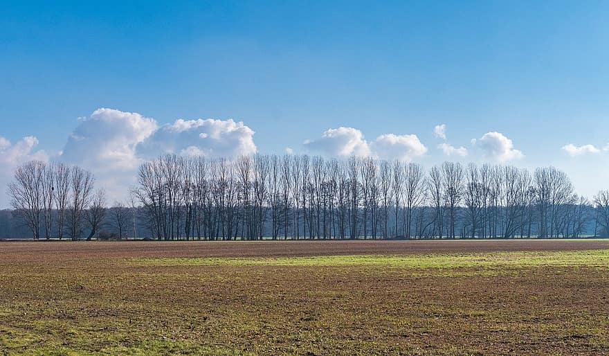 Mark, træer, natur, eng, skyer, himmel, forår, landlige scene, blå, træ, græs