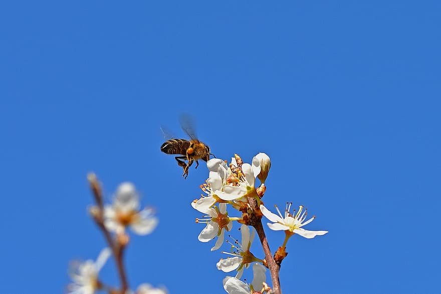 abeja, flor, floración, primavera, polen