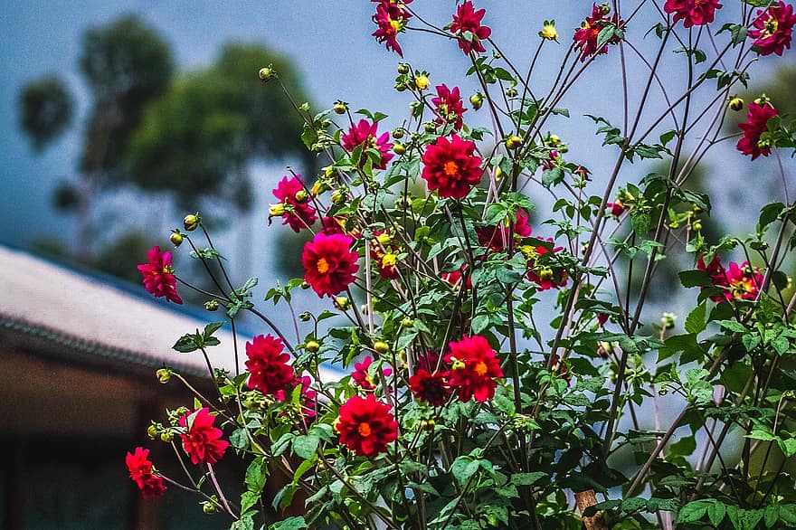 Rosa, rojo, las flores, fondo, fotografía, naturaleza