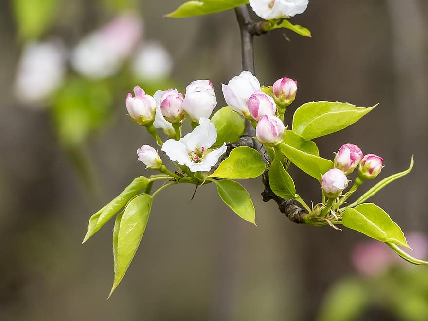 フラワーズ、リンゴの木、春、咲く、花、植物学、閉じる、工場、葉、鮮度、花弁