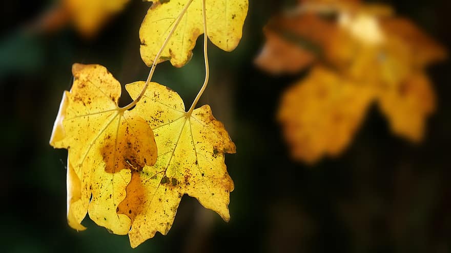 spadek, listowie, żółte liście, jesień, Natura, liść, żółty, pora roku, drzewo, październik, las