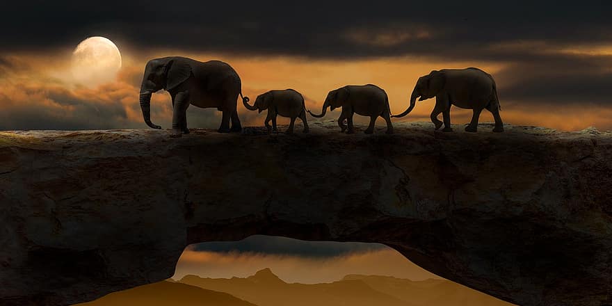 elefántok, állatok, híd, emlősök, vadvilág, sziklahíd, természetes híd, éjszaka, este, sötét, hold