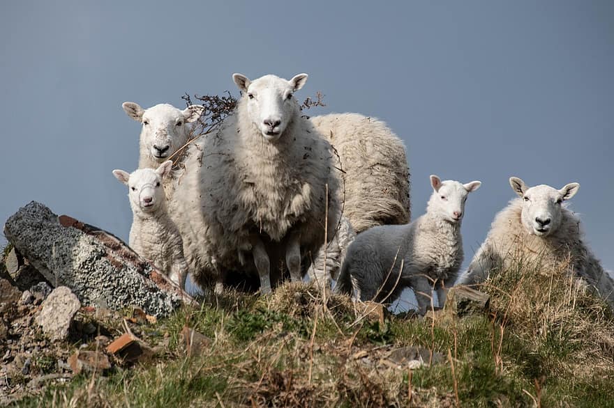 dier, schapen, wol, soorten, zoogdier, dieren in het wild, fauna, farm, vee, landelijke scène, gras