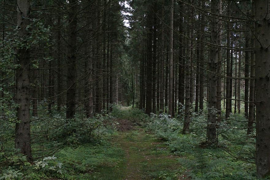 Wald, Weg, Pfad, Natur