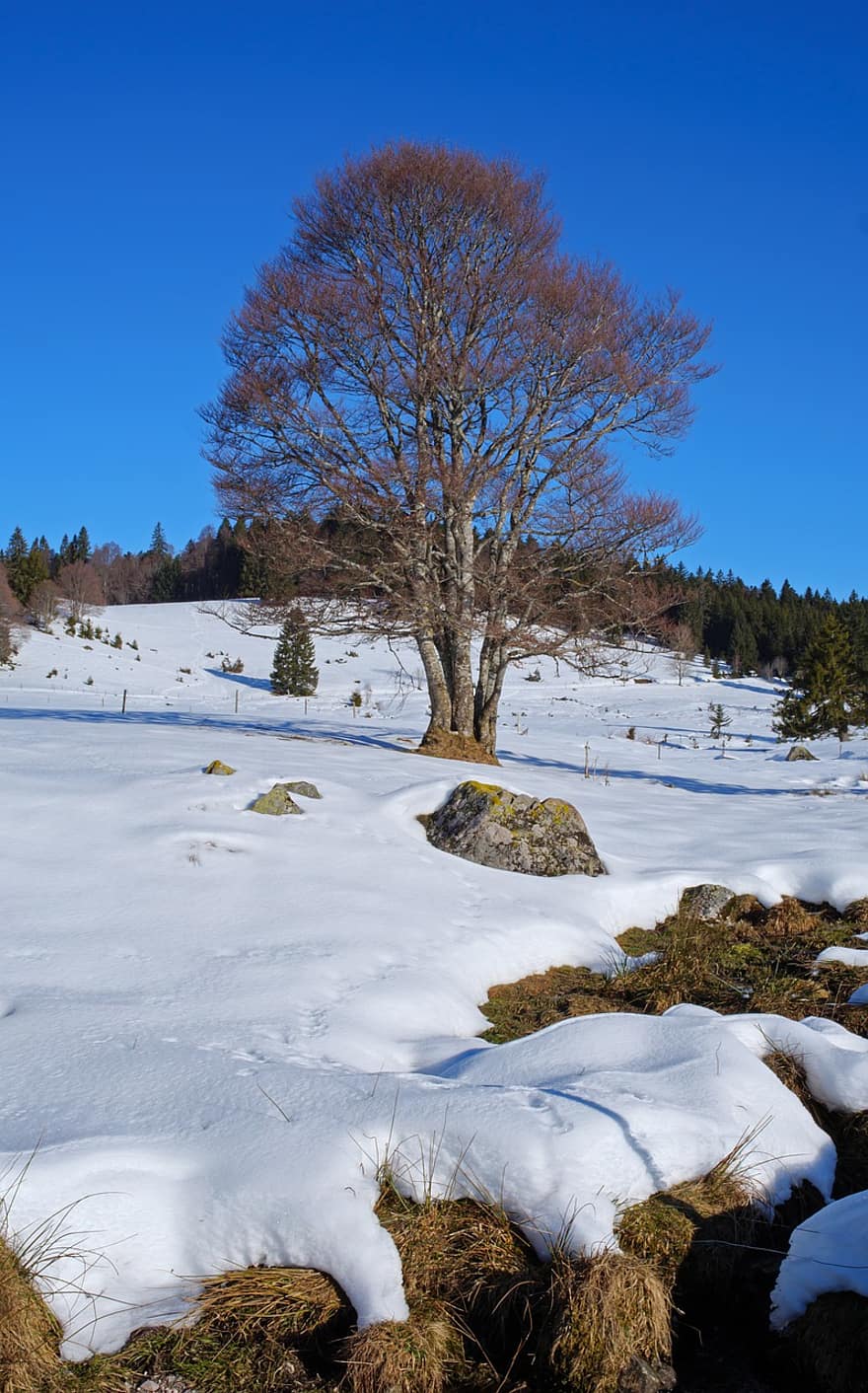 puu, lumi, talvi-, luonto, pyökki, lumikinos, halla, kylmä, snowscape, metsä, kausi