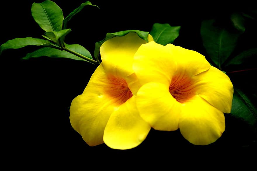 аламанди, квіти, жовті квіти, листя, пелюстки, жовті пелюстки, цвітіння, флора