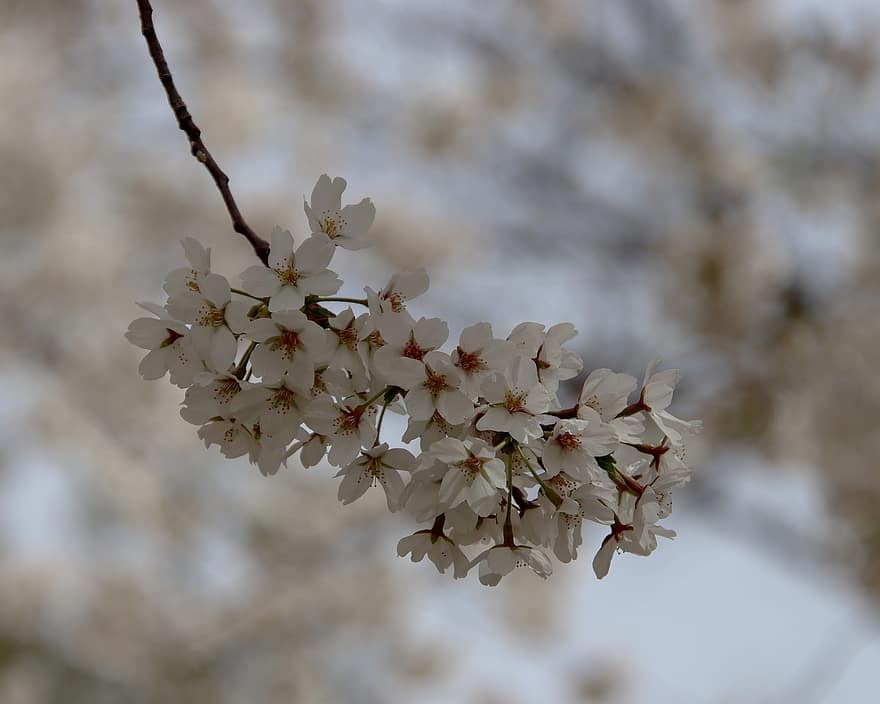 las flores, Flores de cerezo, pétalos, rama, cierne, floreciente, sakura, flora, Arbol de Sakura, primavera, temporada de primavera