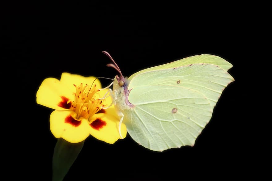 Gonepteryx rhamni, Schmetterling, Nahansicht, Makroaufnahmen, Insekt, schwarzer Hintergrund, Blume, Ringelblume, Naturschutz