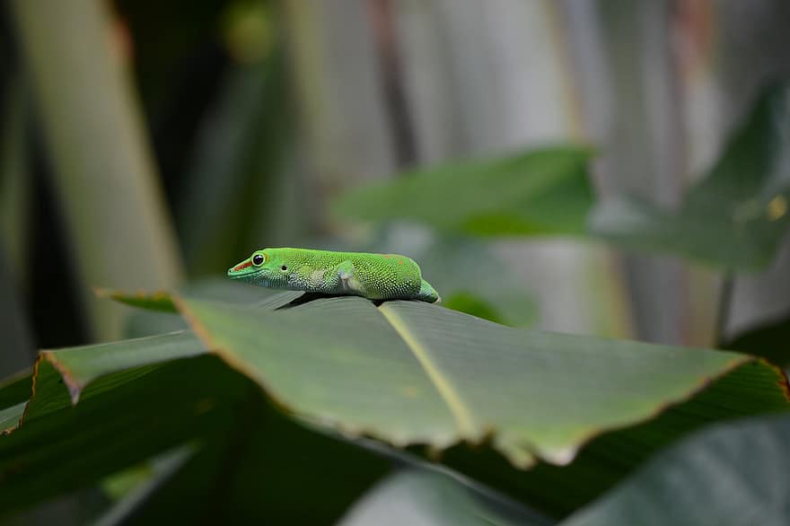 Lizard, Gecko, Animal, Reptile, Phelsuma Grandis, Green Lizard, Wildlife, Leaf, Plant, Nature, close-up