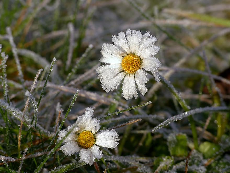 Daisy, Frost, Hoarfrost, Ice Cream, Ice Crystals, Frost-covered, Thawing, Defrost, Melt, Dew, Winter
