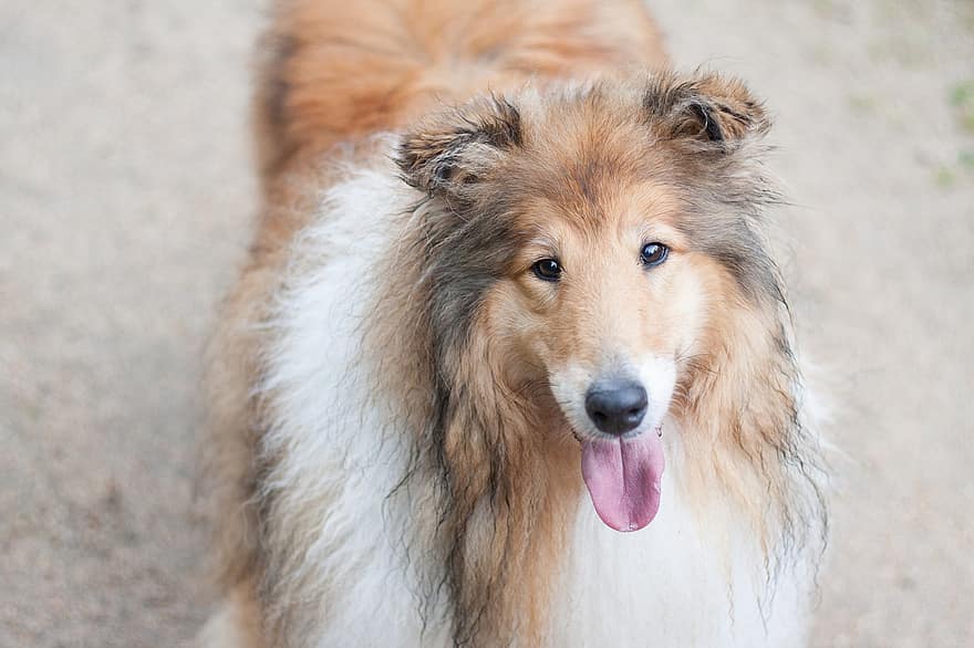 Dog, Collie, Hairy, Fur, Furry, Tongue, Tongue Out, Animal, Happy, Pet, Mammal