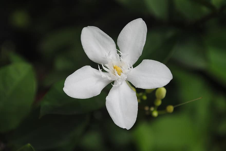 jasmin, fleur, plante, fleur blanche, pétales, Floraison, la nature