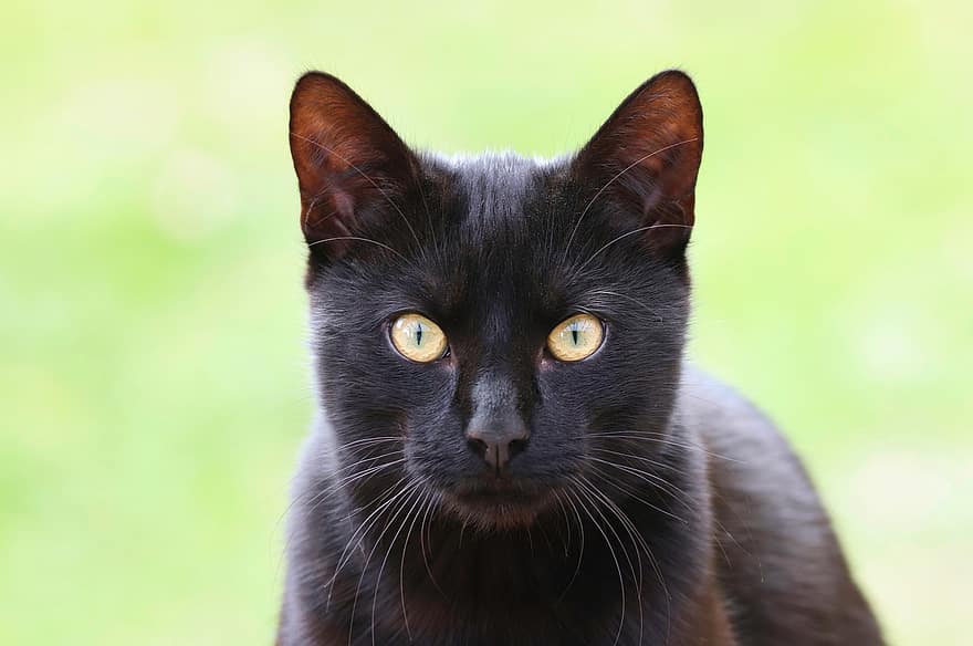 kaķis, melns, pet, mājas kaķis, portrets, sejas, galvu, acis, kaķa acis, melns kaķis, automašīnas portrets