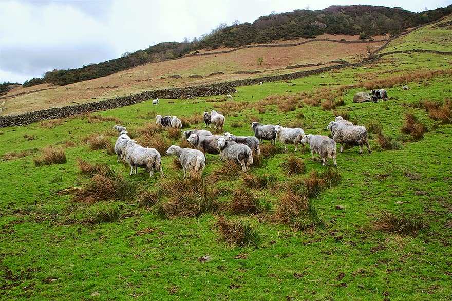 cừu, bầy đàn, chăn thả, nông trại, nông nghiệp, Thiên nhiên, chăn nuôi, động vật, đồng cỏ, cỏ, cảnh nông thôn