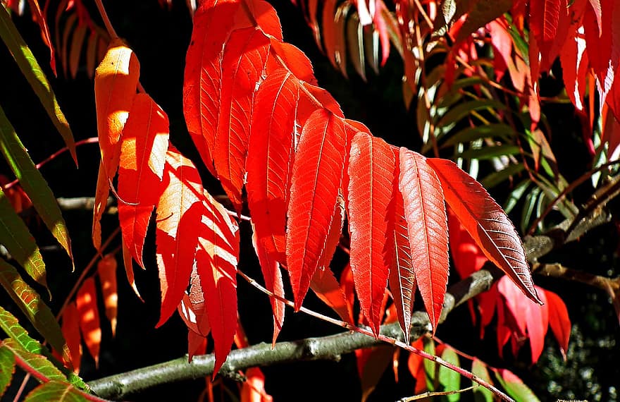 sumac, blade, efterår, røde blade, løv, afdeling, træ, plante, natur