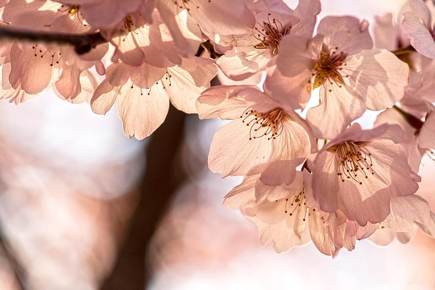весна, сакура, Цветение вишни, розовый, цветок, прекрасный, приливный бассейн, Вашингтон, округ Колумбия, природа, пышность, цветение