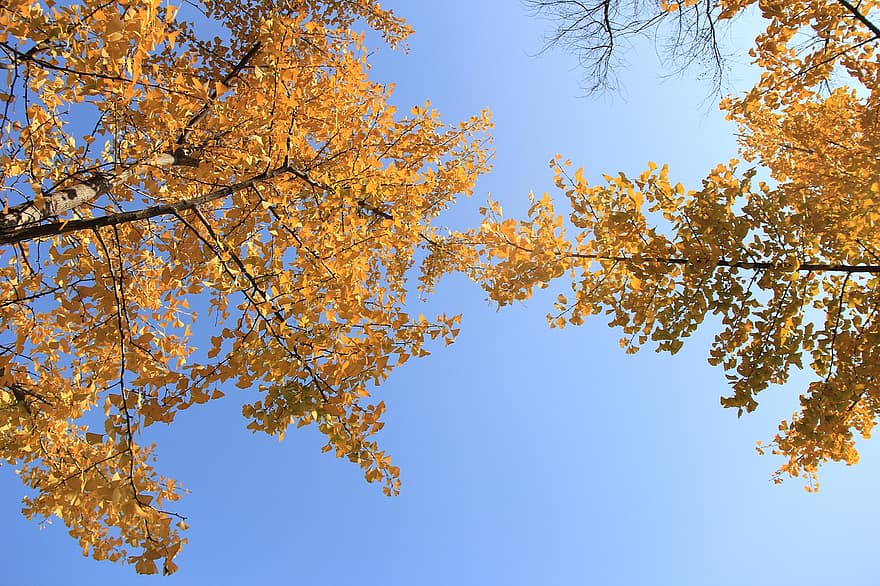 гинкго, деревья, осень, падать, небо, листья, ветви, гинкго билоба