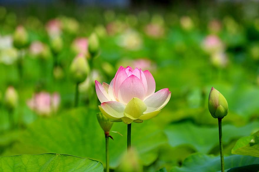 lotus, damm, Näckrosor, blommor, natur, vattenväxter