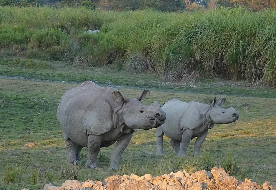 rinoceront, una sola, animal, salvatge, vida salvatge, en perill d’extinció, unicornis, kaziranga, Parc Nacional, santuari, Assam