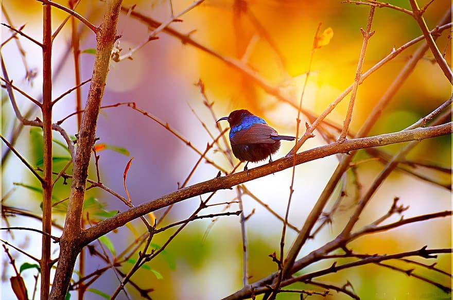 Sunbird dalla gola nera, uccello, ramo, sunbird, natura, animale, uccello canoro, arroccato, albero, piume, becco