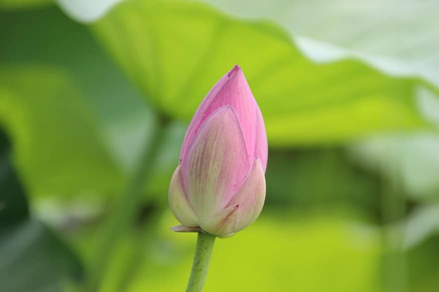 Lotus blomma, knopp, näckros, lotusblad, damm, sjö, vattenväxter, blomning, blomstrande, rosa blomma, natur