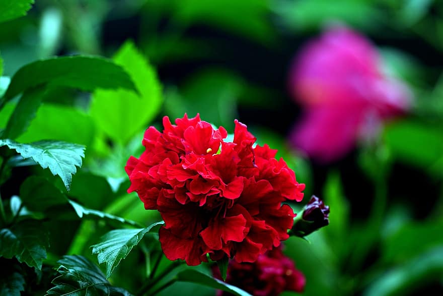 hibiscus, blomst, rød blomst, petals, røde kronblader, blomstre, anlegg, flora, blad, nærbilde, sommer