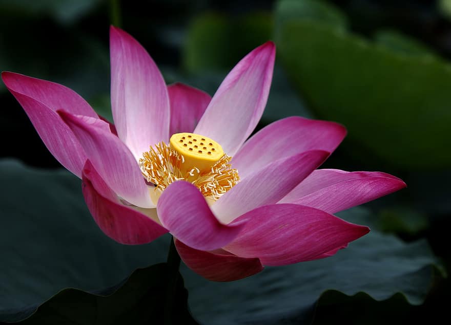 Flor de Lotus, Flor rosa, nenúfar, lagoa, Lagoa Aquática, Vietnã, plantar, flor, cabeça de flor, pétala, folha