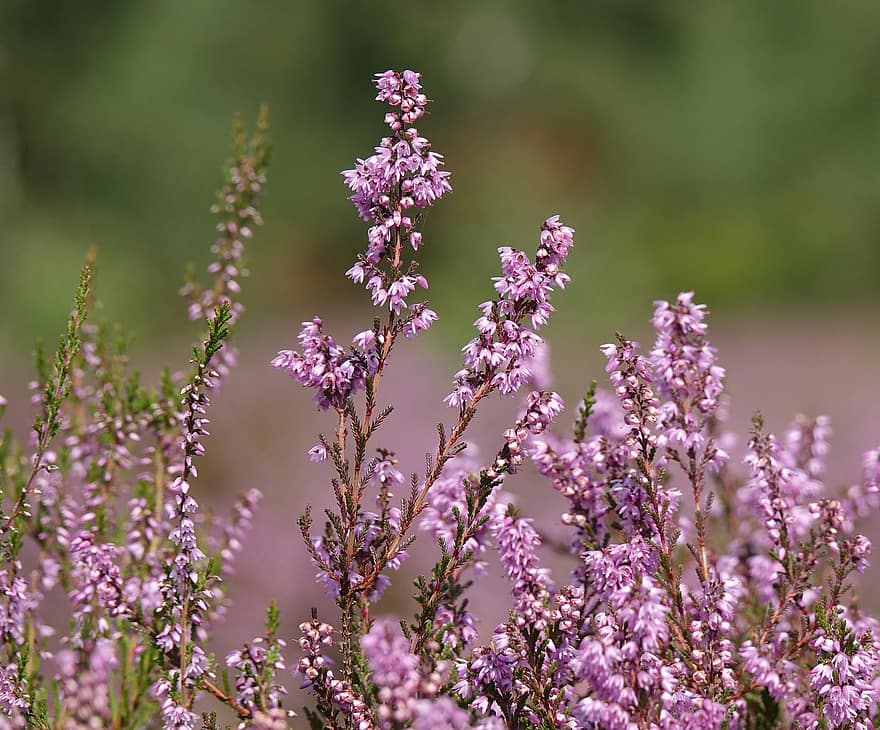 heather, Heather Bush, bunga heather, heather biasa, bunga-bunga merah muda, alam, pemandangan, merapatkan, menanam, bunga, musim panas