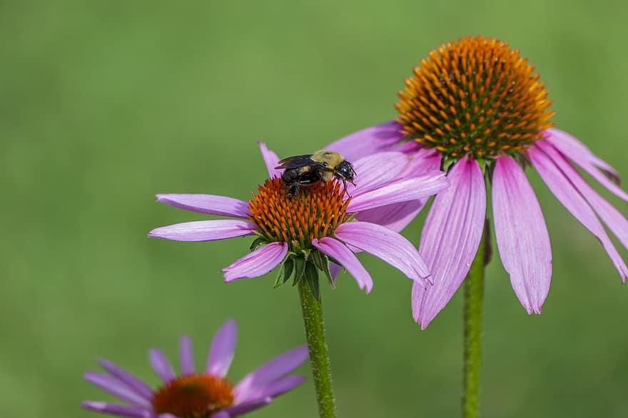 abeja, andar de forma vacilante, abejorro, insecto, animal, fauna silvestre, naturaleza, flor, verano, alas, vistoso