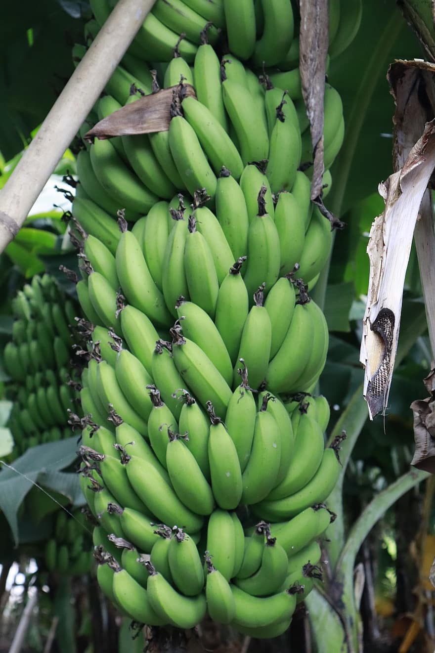 バナナ、果物、フード、新鮮な、健康、オーガニック、甘い、作物、鮮度、フルーツ、緑色