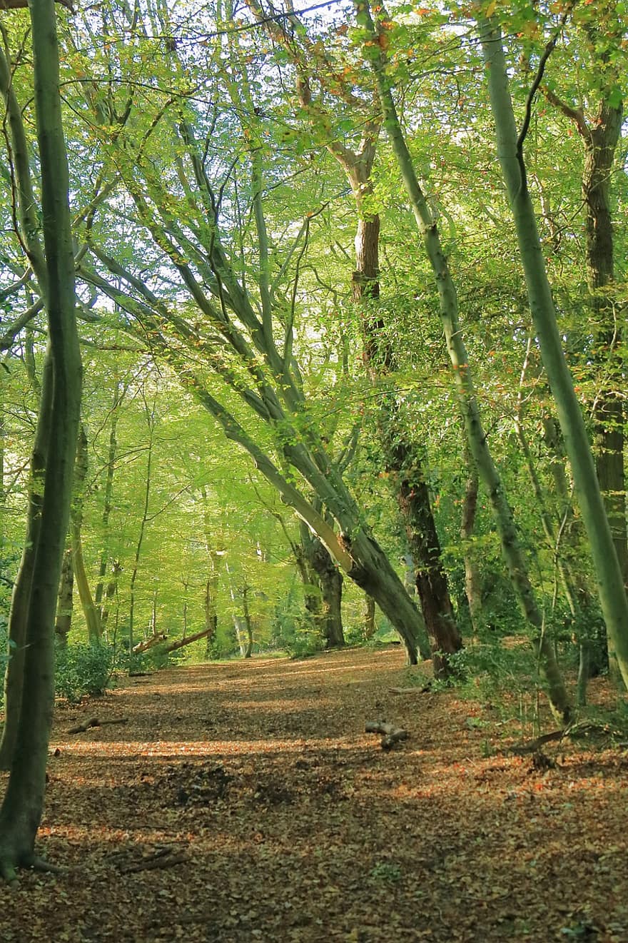 herfst, epping bos, vallen, Bos, Londen, natuur, pad, uk