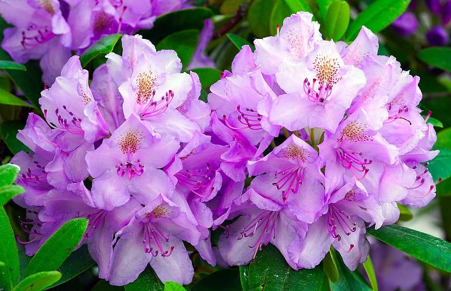 Rhododendron, Blumen, Pflanze, blühen, Blütenblätter, Natur, Blatt, Nahansicht, Blume, Blütenblatt, Sommer-