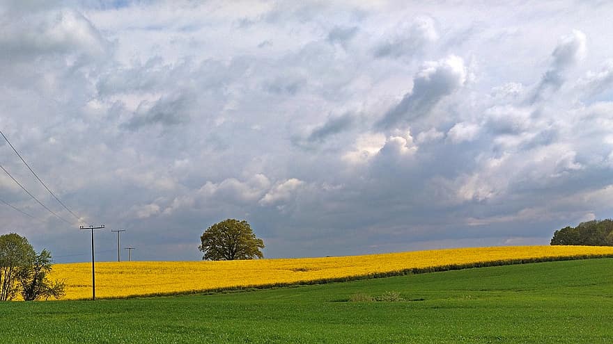 Clouds, Oilseed Rape, Sky, Field, Field Of Rapeseeds, Arable Land, Spring, Storm Clouds, Panorama, Landscape, Nature