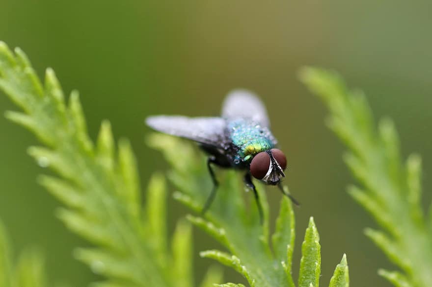 летя, насекомо, растение, листа, сложни очи, природа, едър план, макро, зелен цвят, муха, лято