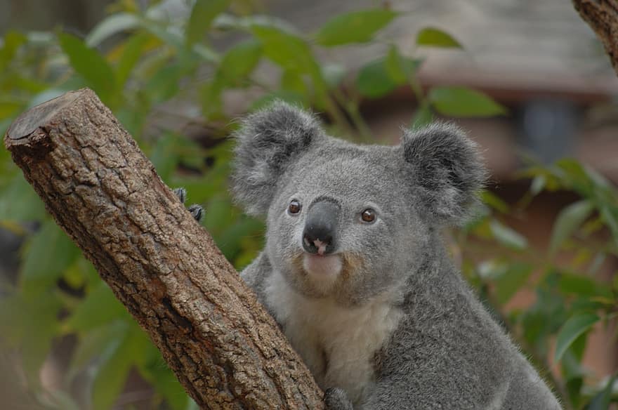 koala, gyvūnas, Sydney, Australija