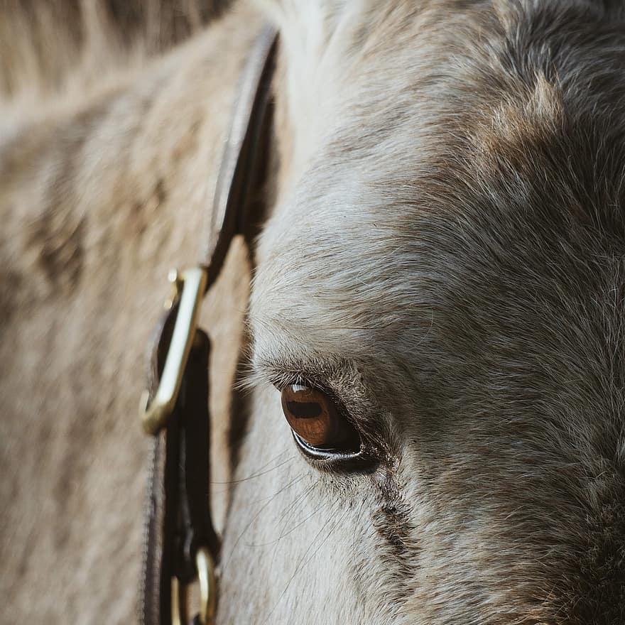 Donkey, Animal, Farm Animal, Close Up, close-up, farm, animal head, horse, rural scene, livestock, cattle