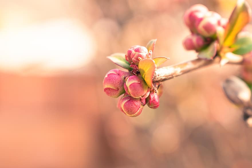Flower Buds, Spring, Nature, Close Up, Macro, Sprout, Growth, Bokeh, Selective Focus, Botany, flower