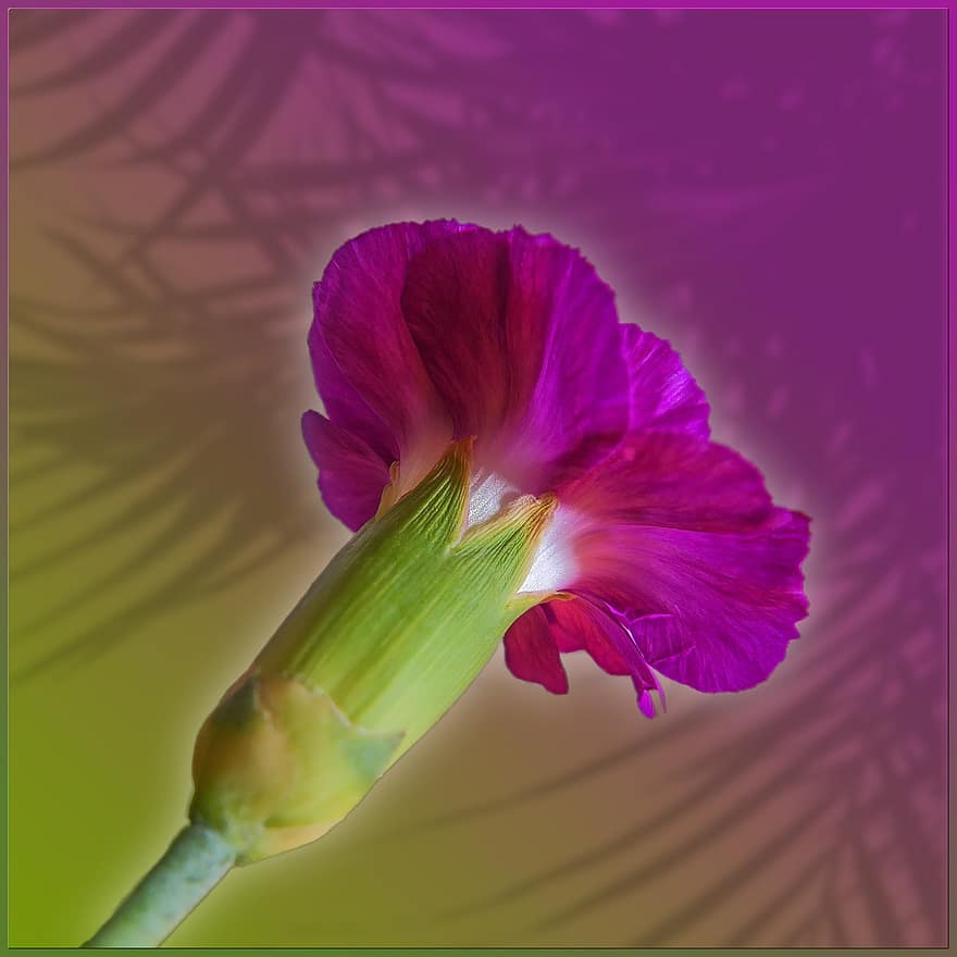 flor, floración, planta, naturaleza, botánica, pétalo, de cerca, cabeza de flor, verano, hoja, púrpura